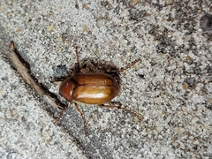Phyllophaga crinita