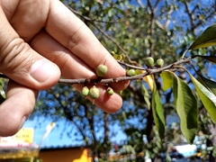 Sideroxylon persimile