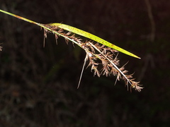 Scleria terrestris
