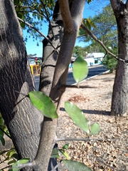 Sideroxylon persimile