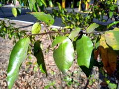 Sideroxylon persimile