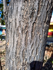 Sideroxylon persimile