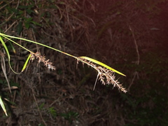 Scleria terrestris