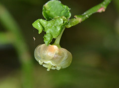 Vaccinium parvifolium