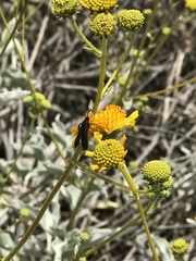 Synanthedon polygoni