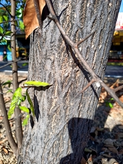 Sideroxylon persimile