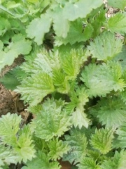 Urtica dioica