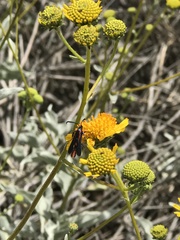 Synanthedon polygoni