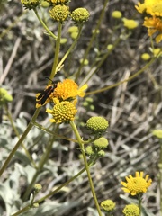 Synanthedon polygoni