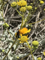 Synanthedon polygoni
