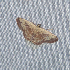 Idaea vacillata