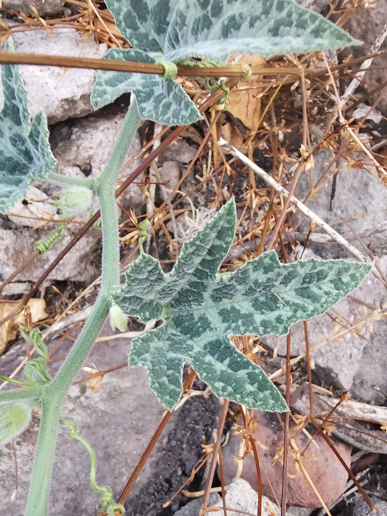 Cucurbita × scabridifolia