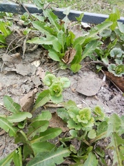 Taraxacum officinale