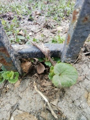 Ficaria verna