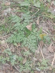 Anthriscus sylvestris