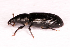 Cossoninae
