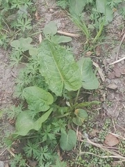 Rumex obtusifolius