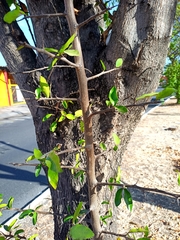 Sideroxylon persimile