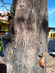 Sideroxylon persimile