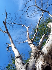 Roseodendron donnell-smithii