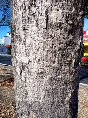 Roseodendron donnell-smithii