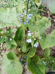 Brunnera sibirica