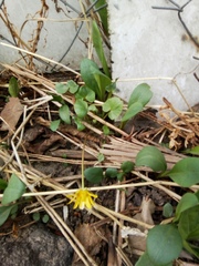 Ficaria verna