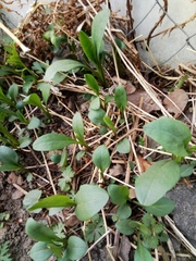 Ficaria verna
