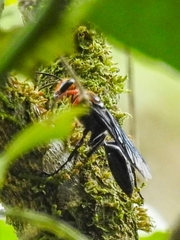 Sphex nitidiventris