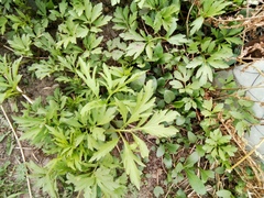 Artemisia vulgaris