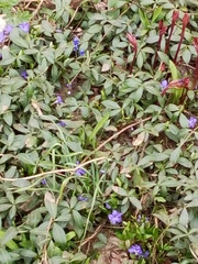 Vinca minor