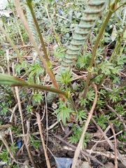 Humulus lupulus