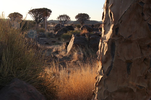 Aloidendron dichotomum image