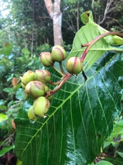 Dilleniaceae