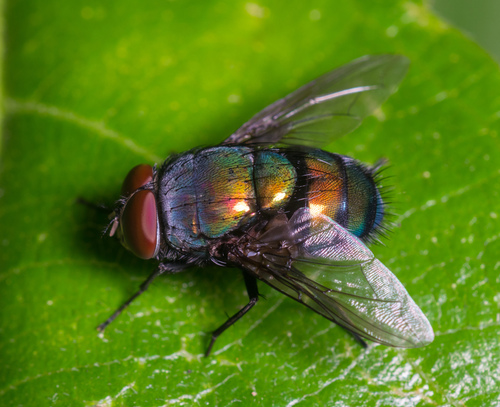 Lucilia nuotrauka