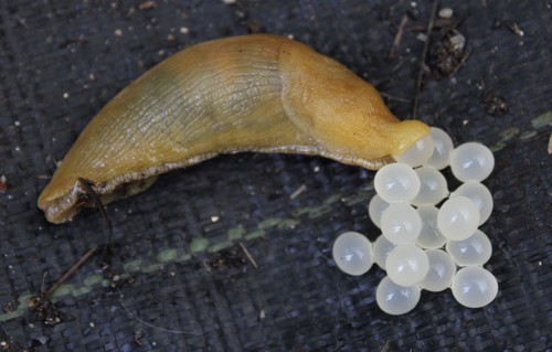 Button's Banana Slug