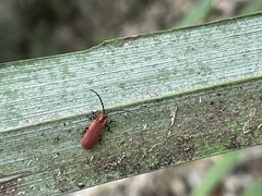Cyphonocerus sanguineus
