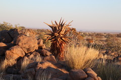 Aloe littoralis image