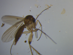 Mycetophila solitaria