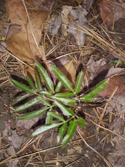 Angelica venenosa