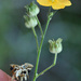 Horsfordia rotundifolia - Photo 由 jrebman 所上傳的 (c) jrebman，保留部份權利CC BY-NC