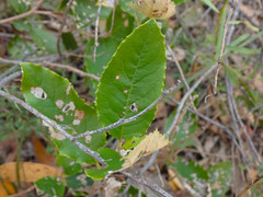 Olearia grandiflora