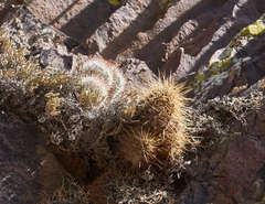 Escobaria organensis