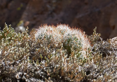 Escobaria organensis