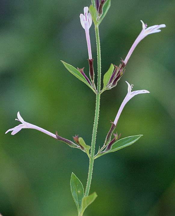 Hedeoma tenuiflora
