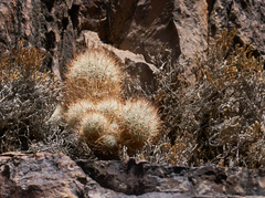 Escobaria organensis