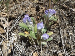 Phacelia curvipes