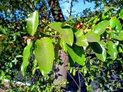 Sideroxylon cartilagineum