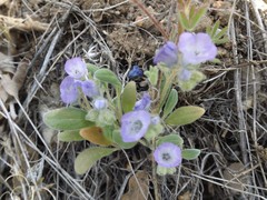 Phacelia curvipes