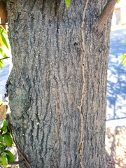 Sideroxylon cartilagineum